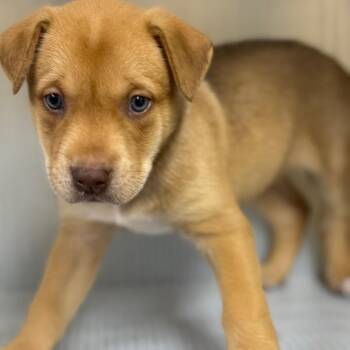 Mixed Breed Dogs Available for Adoption in Pauls Valley, Oklahoma - Cleveland | PetCurious