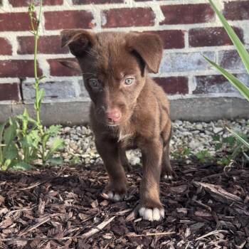 Dallas -  Husky and Labrador Retriever Dog for Adoption in Baton Rouge, Louisiana - Dallas | PetCurious