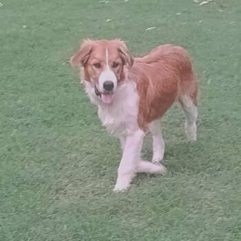 Ray -  Border Collie and Retriever Dog for Adoption in Chatham, New Jersey - Ray | PetCurious