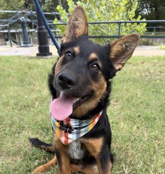 Grizz -  Australian Cattle Dog Blue Heeler and German Shepherd Dog Dog for Adoption in Richmond, Virginia - Grizz | PetCurious