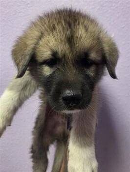 61761779 -  German Shepherd Dog and Mixed Breed Dog for Adoption in El Paso, Texas - 61761779 | PetCurious