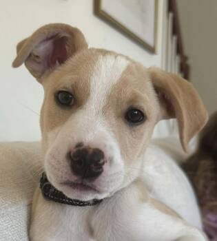 Rescue Mixed Breed Dogs for Adoption in Georgetown, Kentucky - Luxe | PetCurious