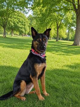 Roxy -  Australian Kelpie and Belgian Shepherd Malinois Dog for Adoption - Roxy | PetCurious