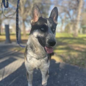 Rescue Mixed Breed Dogs for Adoption in Houston, Texas - Tonka | PetCurious