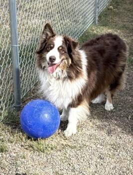 Sweet Pea -  Mixed Breed and Australian Shepherd Dog for Adoption in Black Eagle, Montana - Sweet Pea | PetCurious