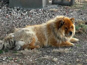 Chow Chow Dogs Available for Adoption in Severance, Colorado - Juda | PetCurious