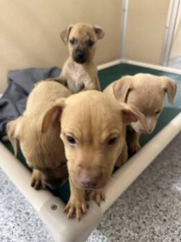 Mixed Breed Dogs Available for Adoption in St. Augustine, Florida - Ember | PetCurious
