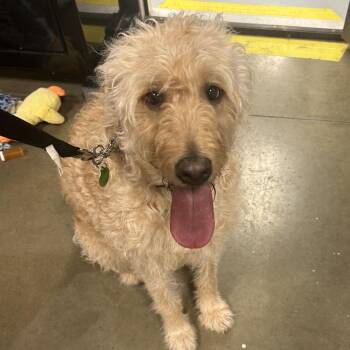Baxter -  Wheaten Terrier Dog for Adoption in Bismarck, North Dakota - Baxter | PetCurious