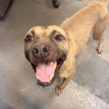 Riddler -  Terrier Dog for Adoption in Tampa, Florida - Riddler | PetCurious
