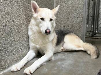 Siberian Husky and German Shepherd Dog Dogs Available for Adoption - HOWDY | PetCurious