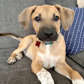 Gizmo -  Black Mouth Cur and Dachshund Dog for Adoption in Shakopee, Minnesota - Gizmo | PetCurious