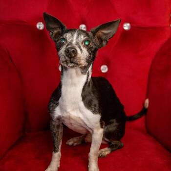 Rescue Chihuahua Dogs for Adoption in Santa Rosa, California - Bartholomew | PetCurious