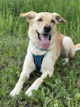 Rescue German Shepherd Dog and Mixed Breed Dogs for Adoption in Savage, Minnesota - Bing Crosby | PetCurious