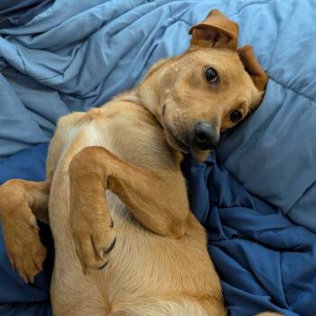 Rescue Mixed Breed Dogs for Adoption in St. Louis, Missouri - Buggie | PetCurious