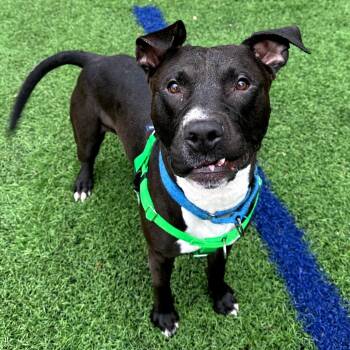 Pit Bull Terrier Dogs Available for Adoption - Cairo | PetCurious