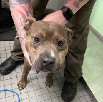 SNOOP DAWG -  Pit Bull Terrier Dog for Adoption in Killeen, Texas - SNOOP DAWG | PetCurious