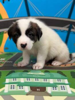 Collie and Anatolian Shepherd Dogs Available for Adoption - Monty | PetCurious