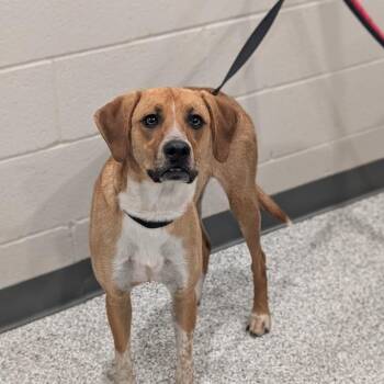 Lady -  Hound and Beagle Dog for Adoption in Smithville, Tennessee - Lady | PetCurious