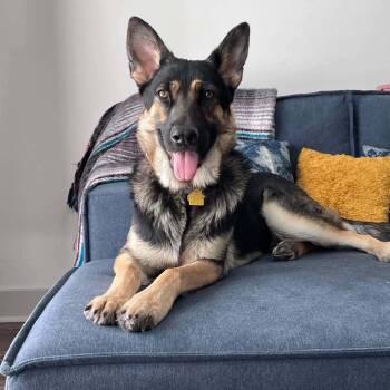 German Shepherd Dog Dogs Available for Adoption in Oak Point, Texas - Koa | PetCurious