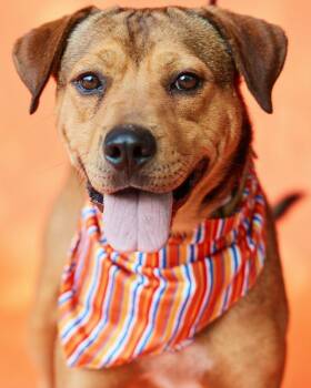DALE -  Shepherd Dog for Adoption in Pegram, Tennessee - DALE | PetCurious