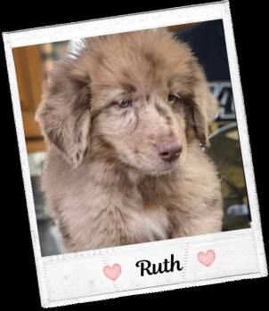 Ruth -  Shetland Sheepdog Sheltie and Australian Shepherd Dog for Adoption in Kenner, Louisiana - Ruth | PetCurious
