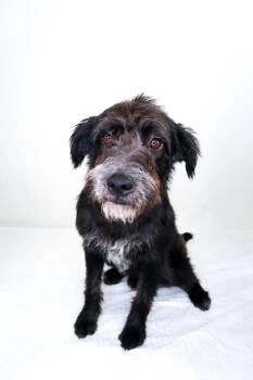 Digby -  Poodle Dog for Adoption in Bixby, Oklahoma - Digby | PetCurious