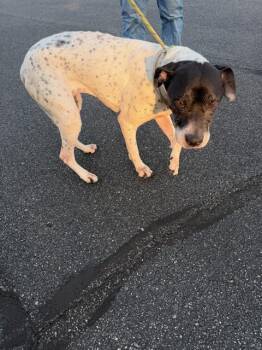 A1268670 -  Mixed Breed Dog for Adoption in Charlotte, North Carolina - A1268670 | PetCurious