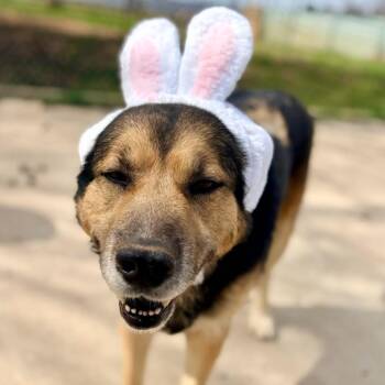 Shepherd and Mixed Breed Dogs Available for Adoption in Clarksville, Arkansas - Joe | PetCurious