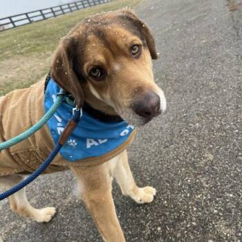 Hound and Mixed Breed Dogs Available for Adoption in Frankfort, Kentucky - Charlie 5587D | PetCurious