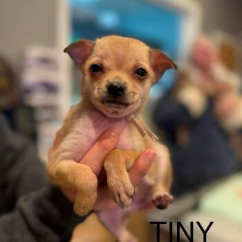 Chihuahua and Mixed Breed Dogs Available for Adoption in Bend, Oregon - Tiny (white) | PetCurious