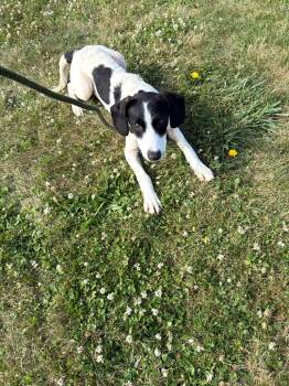 Brian -  Coonhound Dog for Adoption in Pierceton, Indiana - Brian | PetCurious