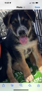 Rescue Australian Cattle Dog Blue Heeler and Labrador Retriever Dogs for Adoption in Haslet, Texas - Frazier | PetCurious