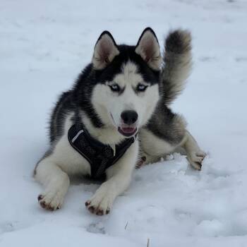 Dash -  Siberian Husky Dog for Adoption in Philadelphia, Pennsylvania - Dash | PetCurious