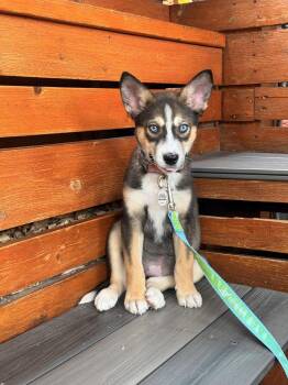 Piper -  Husky and Mixed Breed Dog for Adoption in Denver, Colorado - Piper | PetCurious