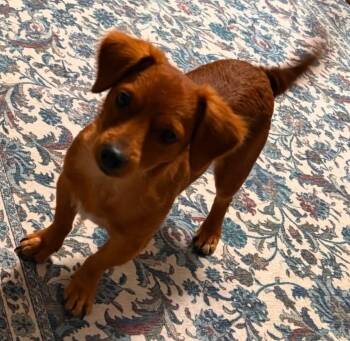 WOODY -  Chihuahua and Spaniel Dog for Adoption in Grand Prairie, Texas - WOODY | PetCurious