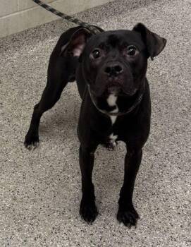 Toledo -  Pit Bull Terrier and Mixed Breed Dog for Adoption in Kansas City, Missouri - Toledo | PetCurious