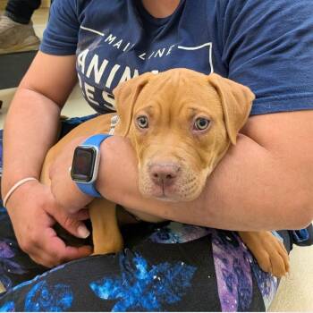 Pit Bull Terrier Dogs Available for Adoption in Phoenixville, Pennsylvania - Pandolce | PetCurious