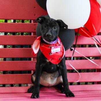 Belarius -  Labrador Retriever Dog for Adoption in Wake Forest, North Carolina - Belarius | PetCurious