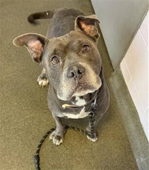 SMOKE -  Mixed Breed Dog for Adoption in Jacksonville, Florida - SMOKE | PetCurious