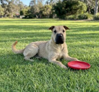 **STARLORD** -  Schnauzer and Shar Pei Dog for Adoption in North Prairie, Wisconsin - **STARLORD** | PetCurious