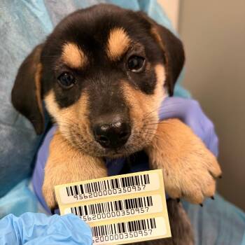 Bharani -  Mixed Breed Dog for Adoption in Charleston, West Virginia - Bharani | PetCurious