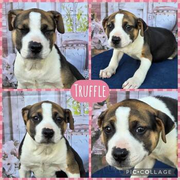 Beagle and Labrador Retriever Dogs Available for Adoption - Truffle | PetCurious