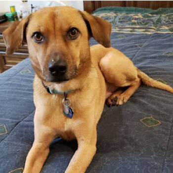 Rescue Yellow Labrador Retriever and Whippet Dogs for Adoption in Bellingham, Washington - Charlie | PetCurious