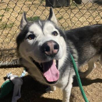 Zorro -  Husky Dog for Adoption in Philadelphia, Pennsylvania - Zorro | PetCurious