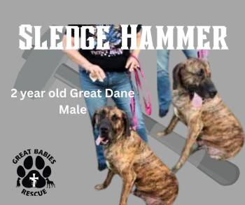 Rescue Great Dane Dogs for Adoption in Paoli, Indiana - Sledge Hammer | PetCurious