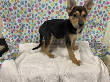 German Shepherd Dog Dogs Available for Adoption - A608624 | PetCurious