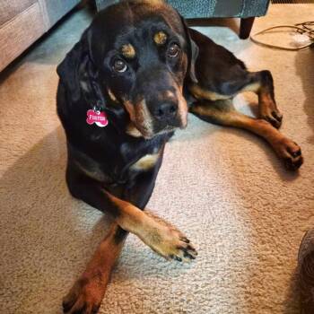 Baby Girl -  Rottweiler Dog Available for Adoption - Baby Girl | PetCurious