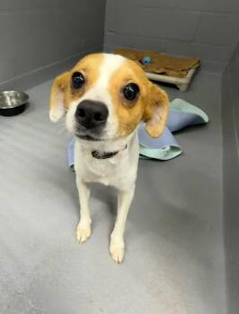 Terrier and Chihuahua Dogs Available for Adoption - Harpo | PetCurious