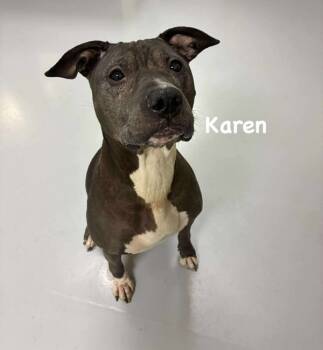 Rescue Pit Bull Terrier Dogs for Adoption in Topeka, Kansas - Karen | PetCurious