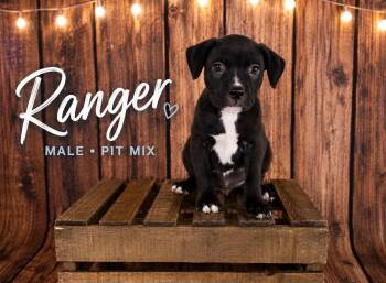 Ranger (Gatsbys litter) -  American Staffordshire Terrier and Staffordshire Bull Terrier Dog for Adoption in Holly Springs, North Carolina - Ranger (Gatsbys Litter) | PetCurious